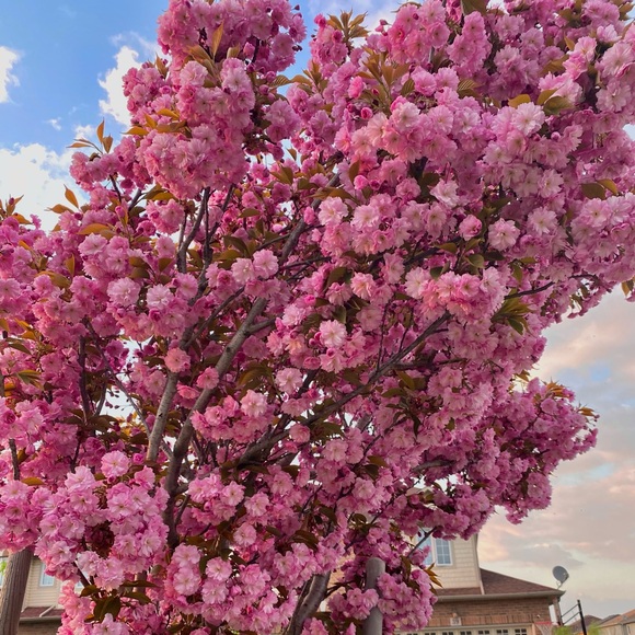 Meet your Posher, Chloe - Picture 1 of 1